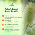 Outsidepride Teasel Seeds - 1000 Pcs. Biennal, Low Maintenance & Drought Tolerant, Flower Seeds for Planting Tall, Comb-Like Lilac Blooms for Cut Flower Arrangements & Pollinator Gardens