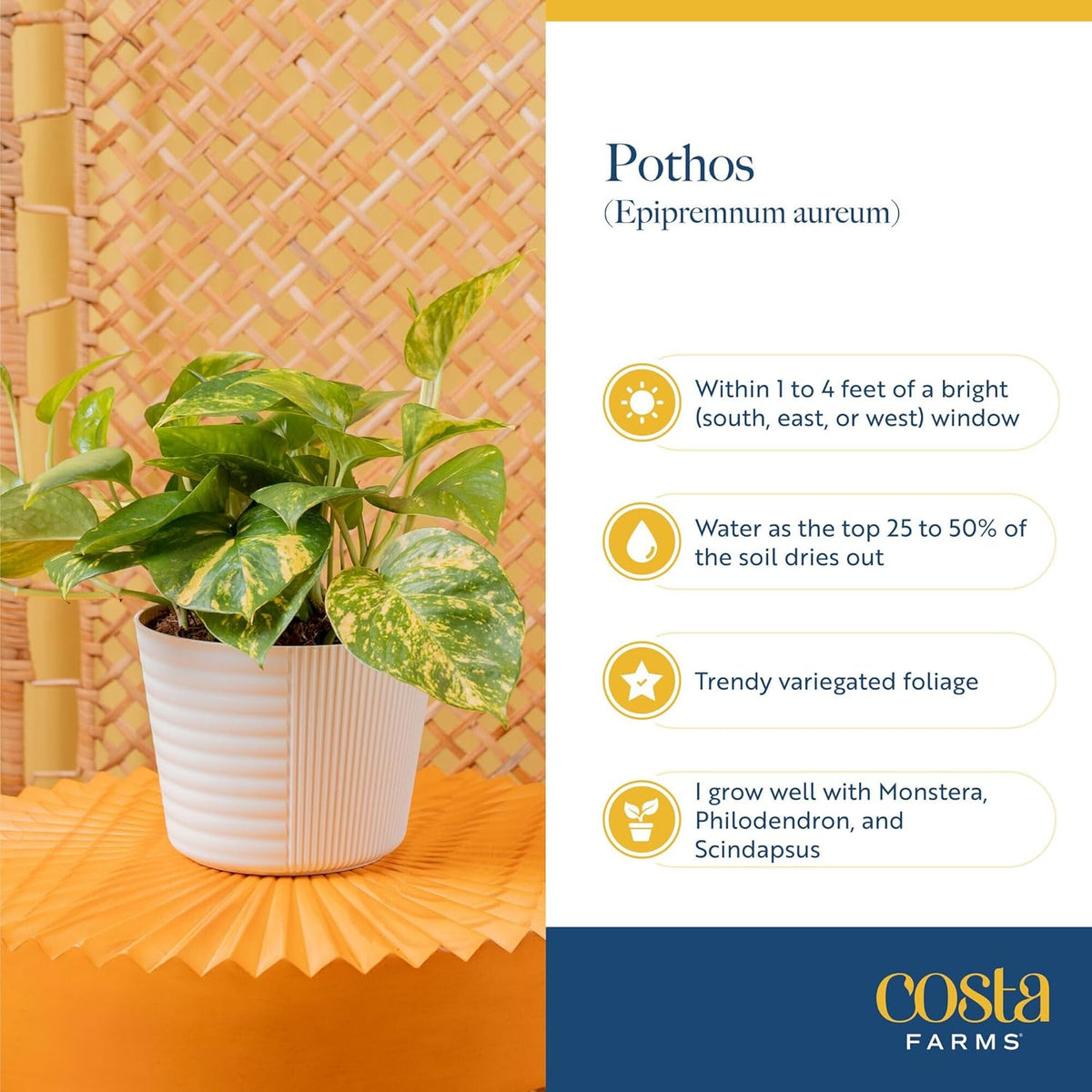 Costa Farms Albo Pothos Live Plant | Easy to Grow Trailing or Climbing Vine Houseplant | 1 Foot Tall | 6-Inch Self-Watering Indoor Plant Pot | Housewarming Gift | Room Decor