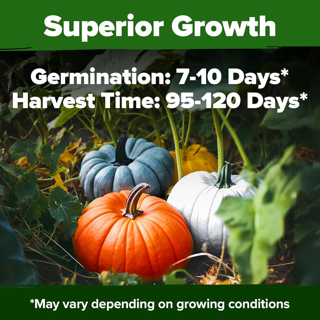 HOME GROWN 𝗨𝗦𝗔 𝗣𝗥𝗘𝗠𝗜𝗨𝗠 5 Pumpkin Seeds Mix - 40 Seeds 𝗡𝗢𝗡-𝗚𝗠𝗢 Heirloom Pumpkin for Planting Ideal Garden for Unique Varieties Yellow Paris and Casper, Culinary and Decorative Use