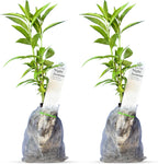 Night Blooming Jasmine Live Plant - Cestrum Nocturnum. Fragrant Flowering Shrub for Garden, Patio or Window (2 ngt.jas sacs)