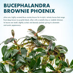 SubstrateSource Bucephalandra Brownie Phoenix Live Aquarium Plant - Natural Freshwater Fish Tank Decorations, Aquatic Decor (Small Clump (3-5 Plants))