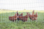 Starkline 42" x 164' Standard Electric Poultry Netting Kit with A/C Energizer (11/42/3) Electric Chicken Fence Kit for Backyards, Homesteads, and on Farms and Ranches