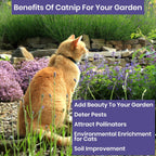 NatureZ Edge Catnip Seeds for Planting, 2.6 Grams, 4400+ Herb Seeds, Indoor or Outdoor Growing, Your Cat Will Love Them, Non-GMO