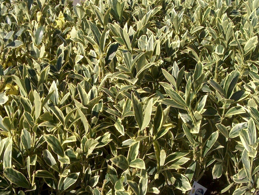 Ligustrum Japonicum Jack Frost Privet - 30 Live Plants - Variegated Evergreen Hedge