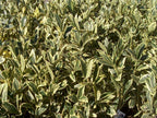 Ligustrum Japonicum Jack Frost Privet - 30 Live Plants - Variegated Evergreen Hedge