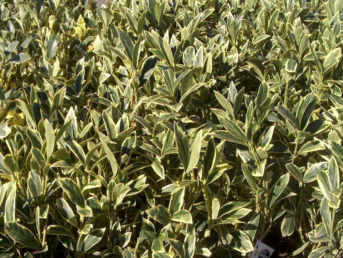 Ligustrum Japonicum Jack Frost Privet - 20 Live Plants - Variegated Evergreen Hedge