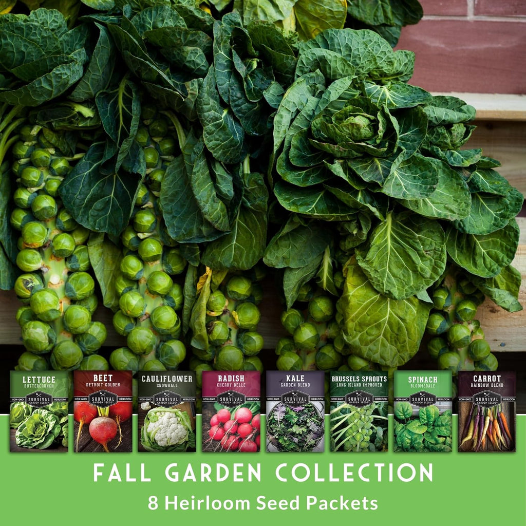 Fall & Winter Vegetable Seed Collection – 8 Packs of Non-GMO Heirloom Seeds for Planting Vegetables | Autumn & Indoor Gardening Seed Pack – Survival Garden Seeds