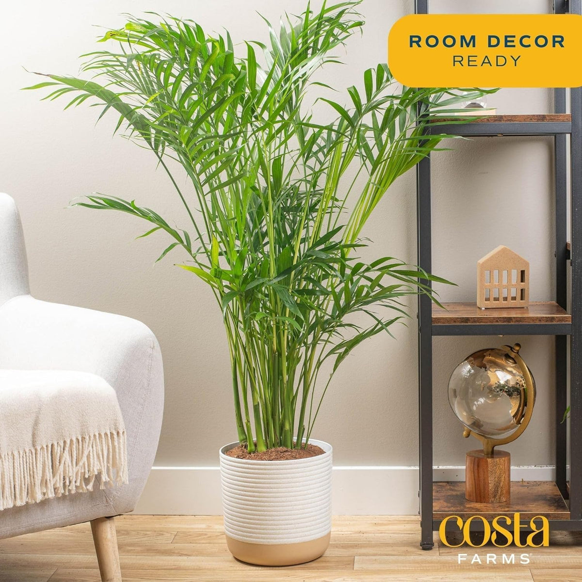 Costa Farms Majesty Palm Live Plant, Live Indoor and Outdoor Palm Tree, Potted in Modern Décor Planter, Tropical Floor Houseplant in Potting Soil, Great Patio, Balcony, Home Decor, 3-4 Feet Tall