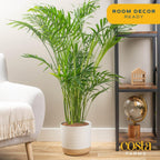 Costa Farms Cat Palm Live Plants in Decorative Pot, Large Indoor Houseplant, Perfect for Home, Room, or Office Decor, Great House Warming or Birthday Gift, 3-4 Feet Tall, Pack of 2
