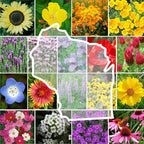 Eden Brothers Wisconsin Wildflower Mixed Seeds for Planting, 1 lb, 480,000+ Seeds with Sunflower, Aster | Attracts Pollinators, Plant in Spring or Fall, Zones