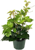 Grape Ivy - 5 Live Plants in 4 Inch Pots -Cissus Rhombifolia - Beautiful Easy Care Indoor Houseplant Vine