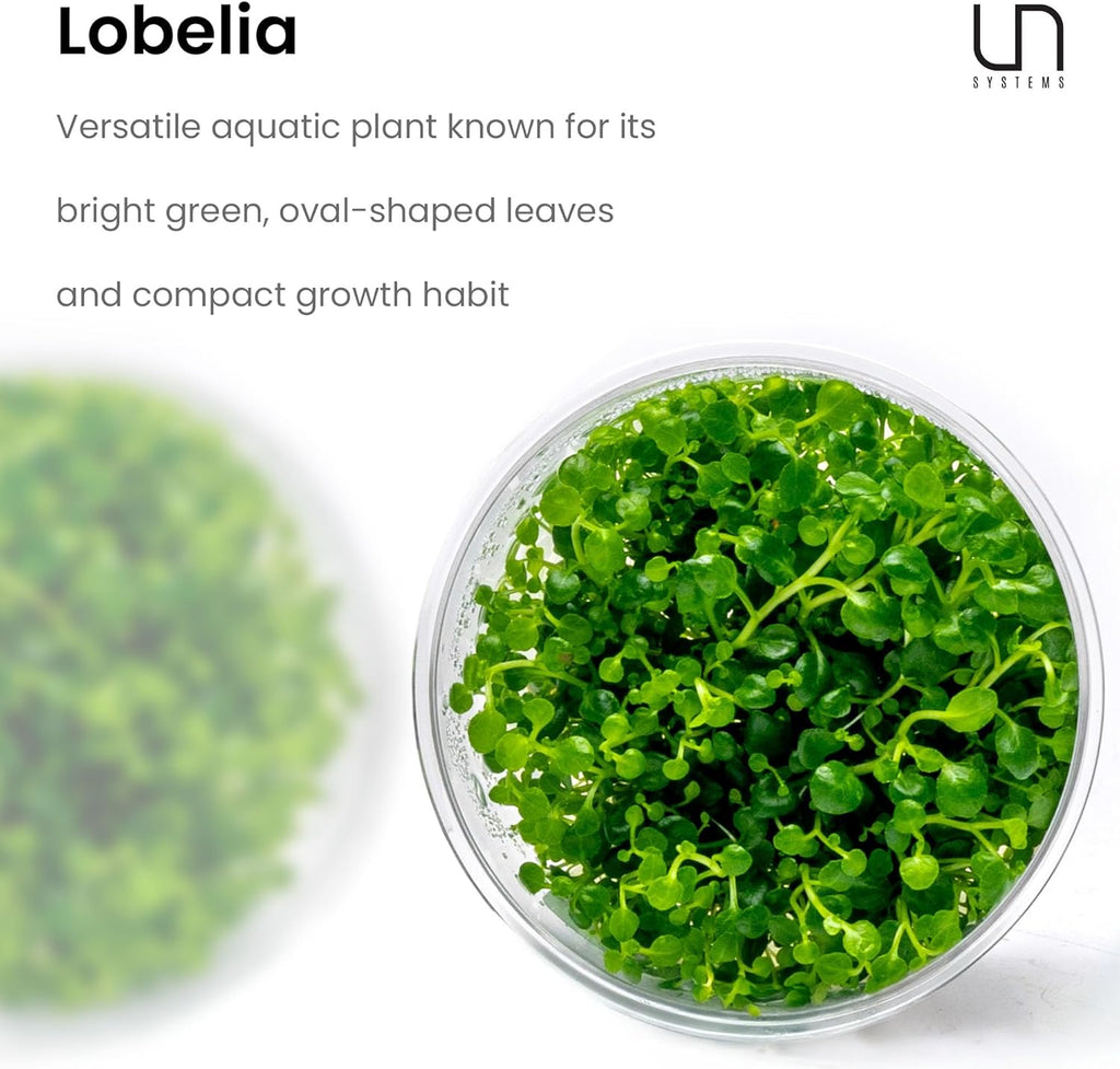 Ultum Nature Systems Lobelia Cardinalis ‘Cardinal’ Tissue Culture Live Plant for Aquarium, Freshwater Fish Tank, Aquascaping - 100% Snail Free in Vitro