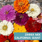 Zinnia Flower ~ 3000 Seeds California Giant Mix & Lilliput Semi-Dwarf Mix – Heirloom, Non-GMO Annuals – Colorful Blooms for Pollinators & Cut Flowers – Easy to Grow, Heat & Drought Tolerant