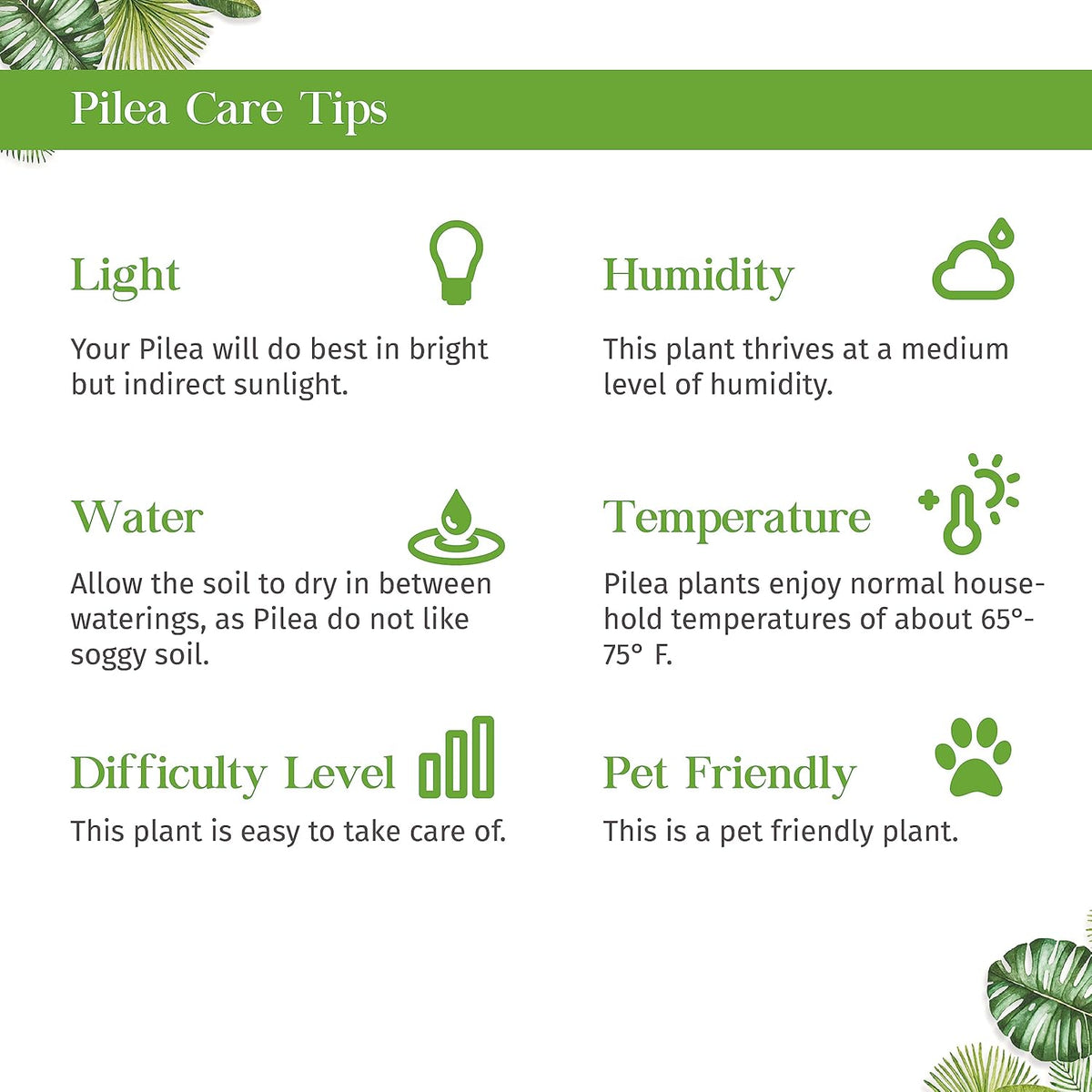 Pilea Peperomioides 'Chinese Money' Live Plant for Indoor | Different Houseplants in 4'' & 6'' Pot | Real House Plant for Living Room, Office, Desk & Bathroom | Friendship Plant