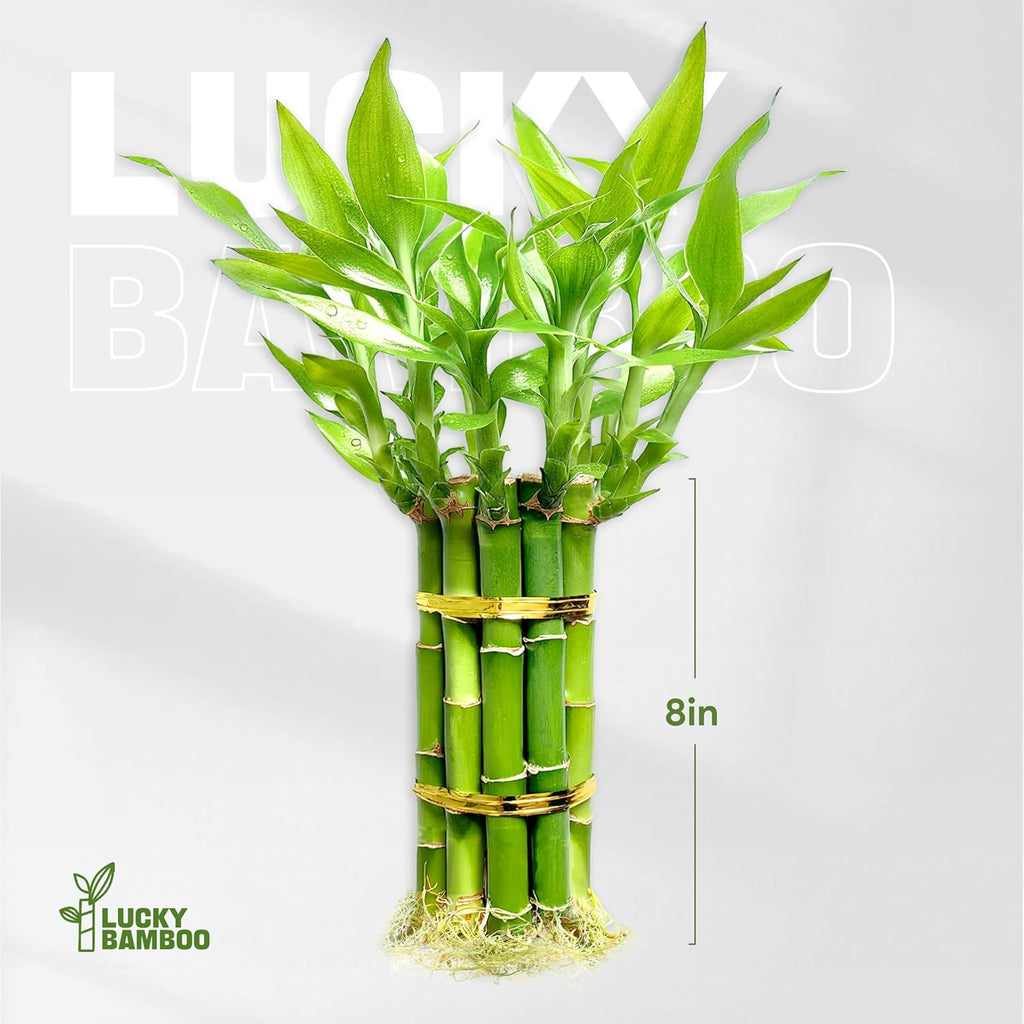 Lucky Bamboo Plants Live Indoor (10 Stalks, 8 Inch) - Fresh House Plants for Office Desk, Home Decor, for Positive Energy, Prosperity & Easy Care