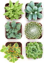 Shop Succulents Mixed Succulent Plant Pack 2" Grow Pot Pack of 6