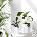 Phoenix Vine 6.5 Inch Self-Watering Planter Pot with Terracotta Insert, Deep Water Reservoir, and Ceramic-Alike BPA-Free Plastic Pot for Plant, Modern Planter for Houseplants, White, 53-A-S-1