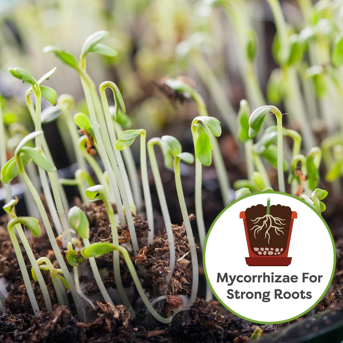 Perfect Plants Organic Seed Starter Soil Mix 4qt. | Contains Worm Castings and Mycorrhizae | Balanced Seed Sprouting Medium