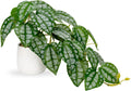 DILATATA Fake Plants Indoor 8 Inch Artificial Watermelon Plant in White Ceramic Pot - Faux Potted Pothos Plant for Home Aesthetic Decor Living Room Shelf Office