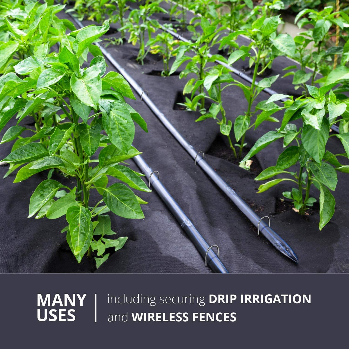 Sandbaggy Galvanized 6 Inch Round Top Landscape Staples ~ SOD Garden Stakes for Drip Irrigation Tubing & PVC Piping - Trusted by Farmers & Contractors Across USA (1,000 Staples)