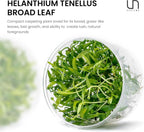 Ultum Nature Systems Live Tissue Culture - Helanthium tenellum 'Broad Leaf' - Easy - Medium to High Light - Bright Green Accent - Foreground - 100% Snail Free Grown in-Vitro - Regular Cup