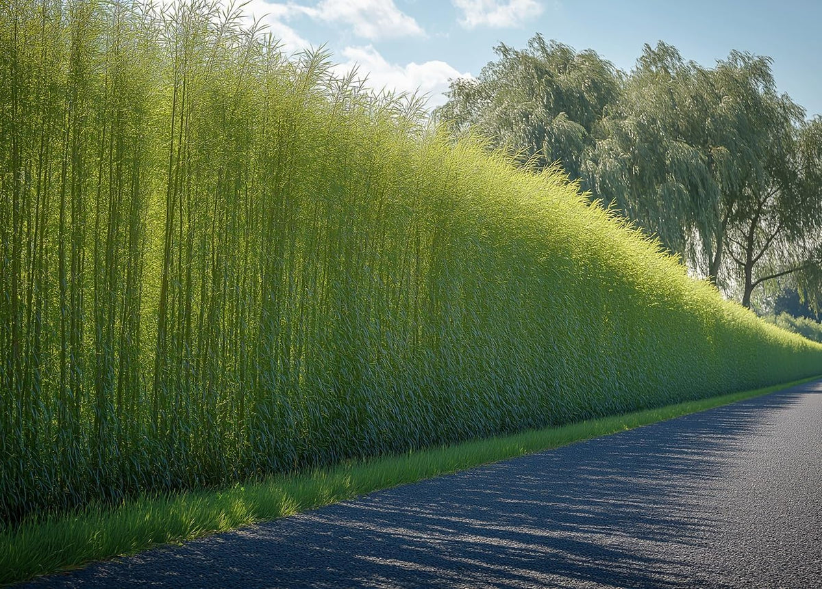 100 Hybrid Willow Trees - Fast Privacy Trees or Shade - Space 1-2 Feet Apart - Austree Willow Grow 6-10 Feet Per Year - Privacy Hedge