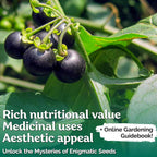 KVITER 50 Black Nightshade Hierba Mora Seeds (Solanum Nigrum) - Nightshade Seed, Heirloom Seed Non GMO Organic - Ideal for Herb Garden, Borders or Edges