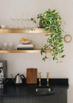 DILATATA Fake Hanging Plants Artificial Hanging Plants 26" Faux Peperomia Hanging Leaves Plants for Wall Shelf Home Indoor Outdoor Decor - 2 Pack