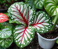 John Curran Caladium Bulbs for Planting - Perennial Hosta, Elephant Ears, Fancy (2 Bulbs)