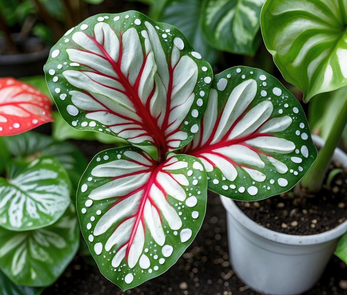 John Curran Caladium Bulbs for Planting - Perennial Hosta, Elephant Ears, Fancy (2 Bulbs)