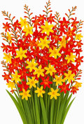 Crocosmia Mixed Color Flower Bulbs for Planting - Easy to Grow, Amazing Color (20 Bulbs)