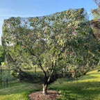 Bird Netting for Chicken Coop 100x100 Ft, 1" Mesh, Strong Woven Poultry Netting Roof Cover for Chicken Run, Heavy Duty Bird Net for Fruit Trees, Blueberry, Vegetables, Garden Protection