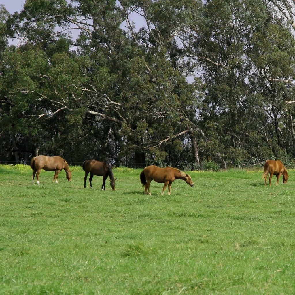 Outsidepride All-Purpose Pasture Seed Mix - 25 lb. Perennial, Drought-Tolerant & Fast-Growing, Pasture Seeds for Planting Abundant Forage Grass & Clover, Great for Grazing Livestock & Hay Production
