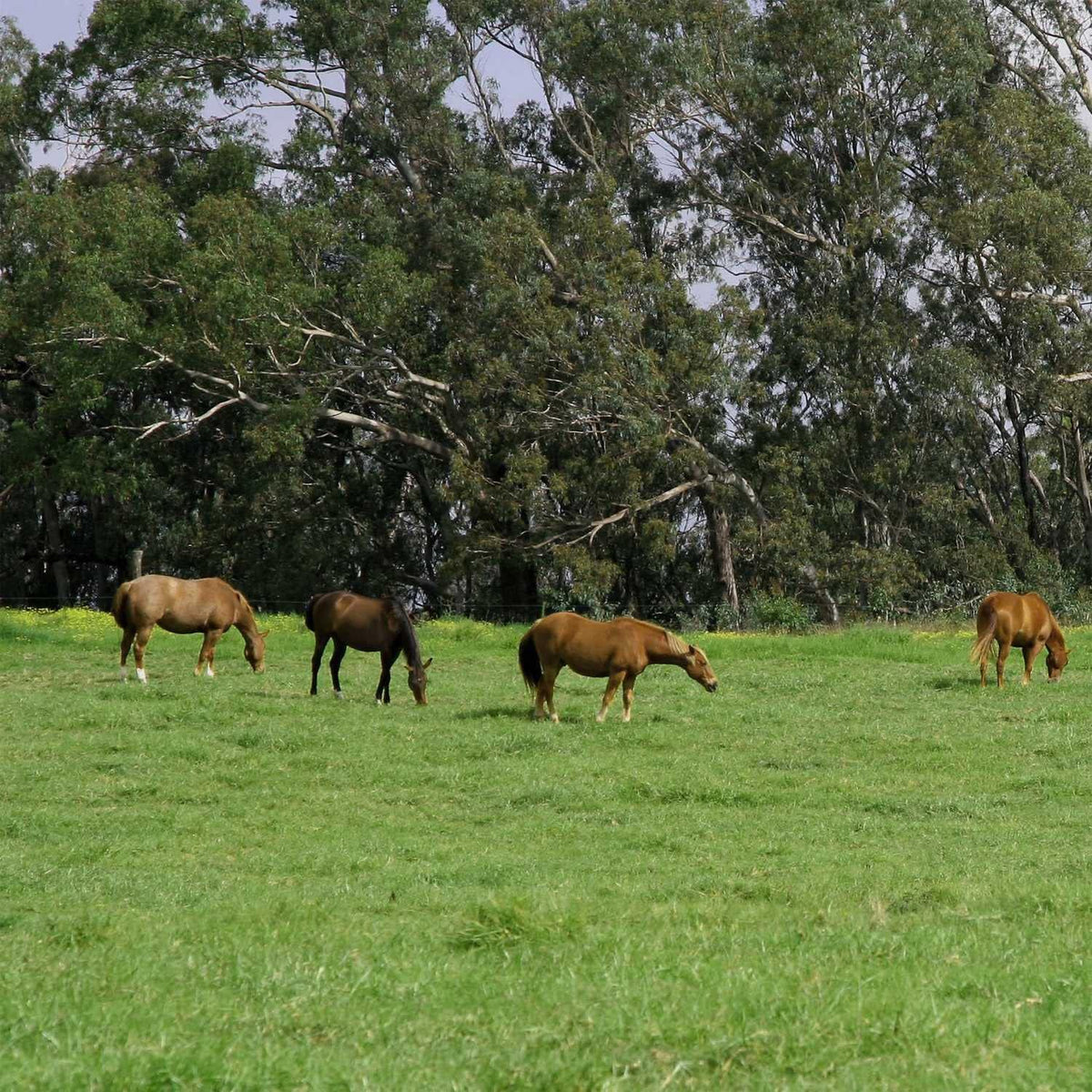 Outsidepride All-Purpose Pasture Seed Mix - 25 lb. Perennial, Drought-Tolerant & Fast-Growing, Pasture Seeds for Planting Abundant Forage Grass & Clover, Great for Grazing Livestock & Hay Production