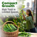 HOME GROWN Clemson Spineless Okra Seeds - 202 (2 Pack) 𝗡𝗢𝗡-𝗚𝗠𝗢 𝗨𝗦𝗔 Heirloom Vegetable Seeds, Premium Garden Seeds for Planting Outdoors (Abelmoschus esculentus)
