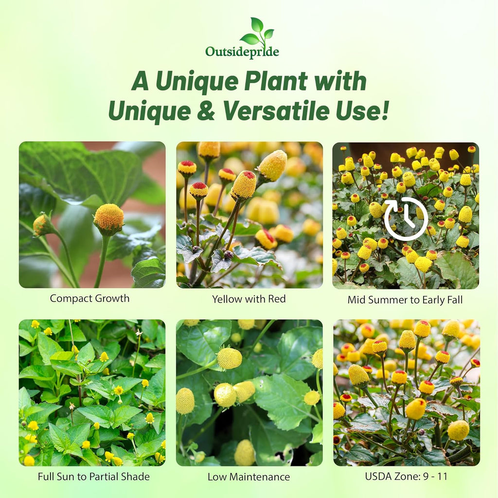 Outsidepride Toothache Plant Seeds - 10000 Pcs. Perennial, Easy to Grow & Pollinator Friendly, Herb Seeds for Planting Ornamental, Pompom-Shaped Yellow Blooms for Culinary Creations & Herb Gardens