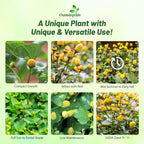 Outsidepride Toothache Plant Seeds - 10000 Pcs. Perennial, Easy to Grow & Pollinator Friendly, Herb Seeds for Planting Ornamental, Pompom-Shaped Yellow Blooms for Culinary Creations & Herb Gardens