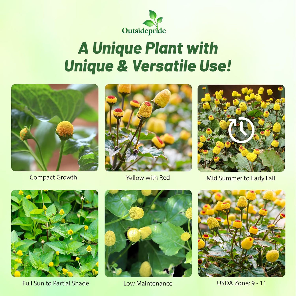 Outsidepride Toothache Plant Seeds - 10000 Pcs. Perennial, Easy to Grow & Pollinator Friendly, Herb Seeds for Planting Ornamental, Pompom-Shaped Yellow Blooms for Culinary Creations & Herb Gardens