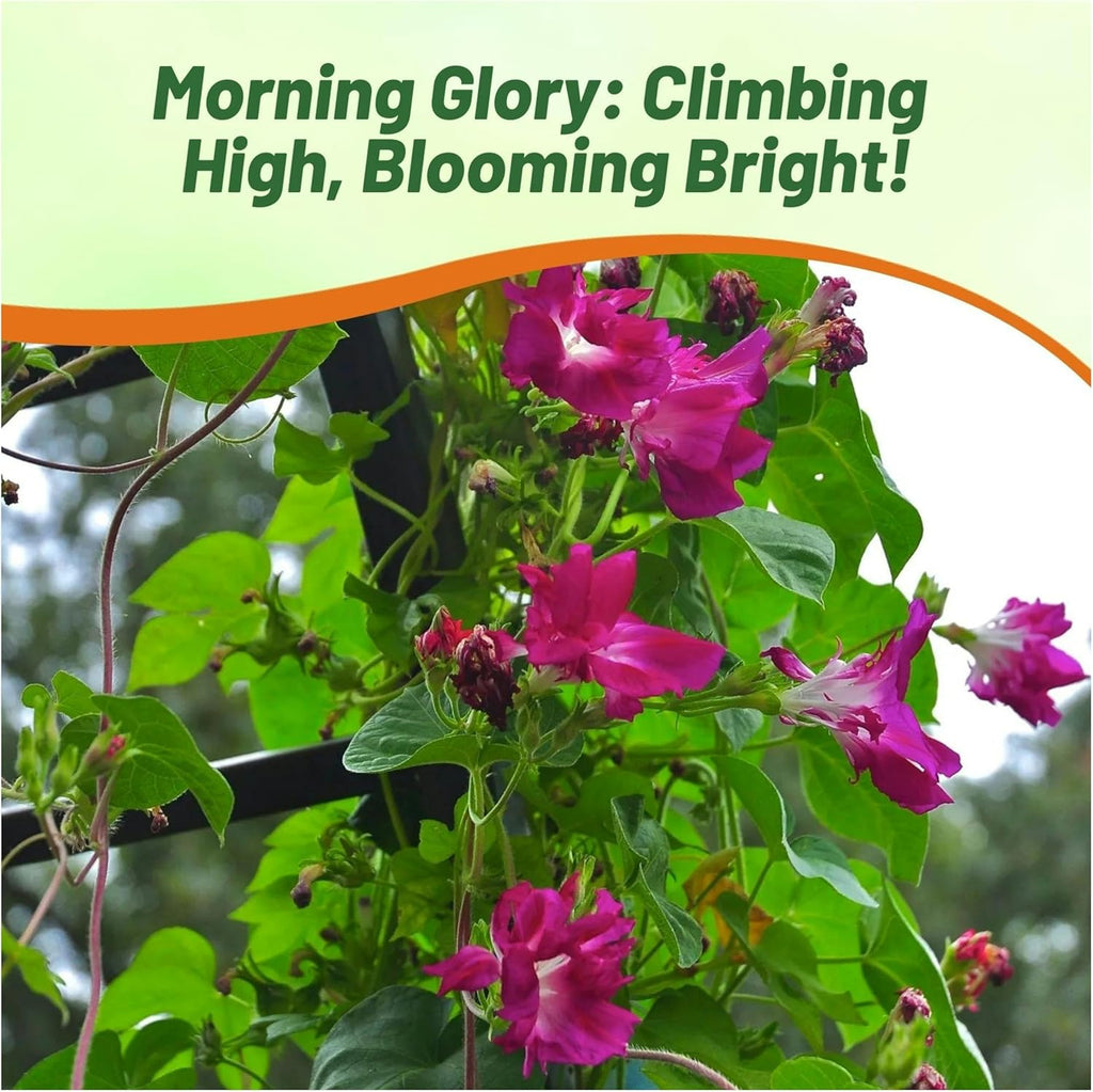 Outsidepride Sunrise Serenade Morning Glory Seeds - 100 Pcs. Annual, Climbing & Vining Flower Seeds for Planting Cerise & Purple Blooms, Ideal for Gardens, Trellises & Vertical Landscapes