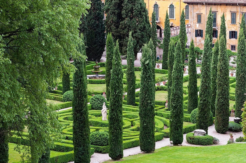 Florida Foliage Italian Cypress Tree | 10 Live Seedlings Cupressus Sempervirens Formal Elegant Mediterranean Style Plants, Green