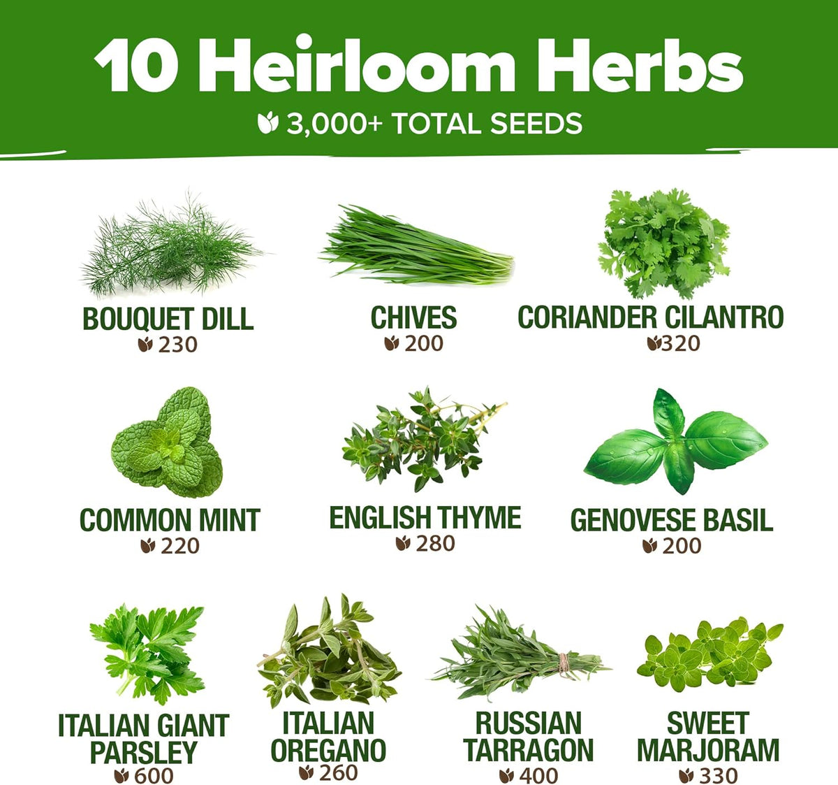 HOME GROWN 10 Herb Seeds for Planting 3,000+ Non-GMO Heirloom Seeds | Extra Large Variety Pack Herb Kit – Indoor Outdoor & Hydroponic | Culinary Seed Set | Grow Your Own Herbs | Gift for Beginners