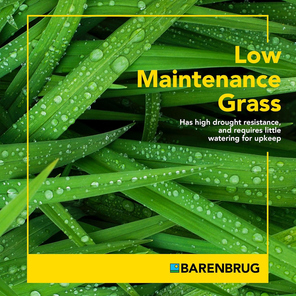 Barenbrug Wonderlawn Quicklawn Grass Seed Mix for Lawn Care and Landscaping, 10 lbs. Bag