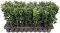 Green Mountain Boxwood | 3 Live Plants | Buxus sempervirens ‘Green Mountain’ | Evergreen Privacy Shrub | Compact Formal Garden Plants