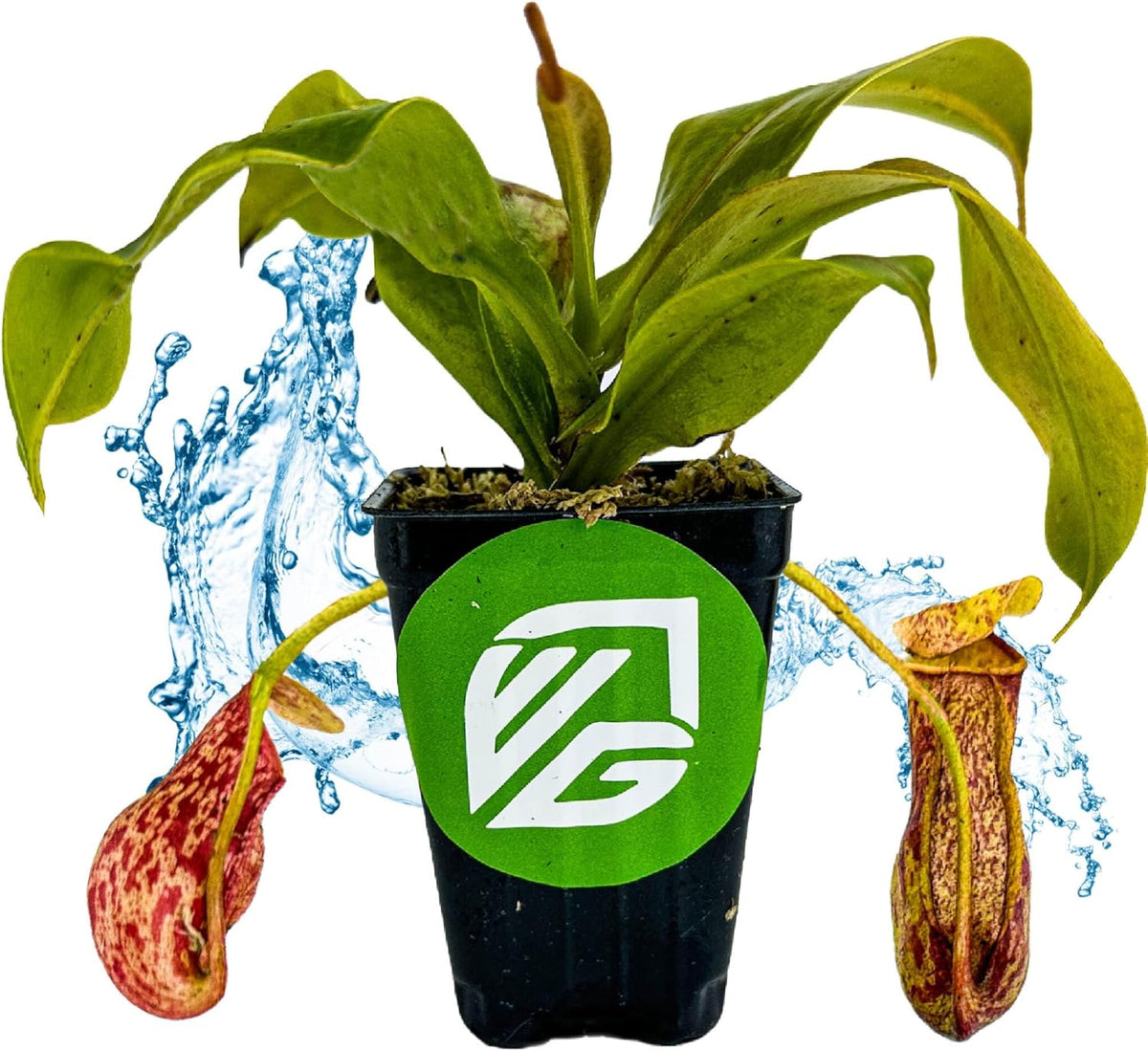 St. Gaya Pitcher Plant - Carnivorous Nepenthes by Wellspring Gardens - Unique Pitchers, Easy-Care, Indoor Plant, Striking Housplant - Fascinating Carnivorous - Starter Plant Aquatic Plant