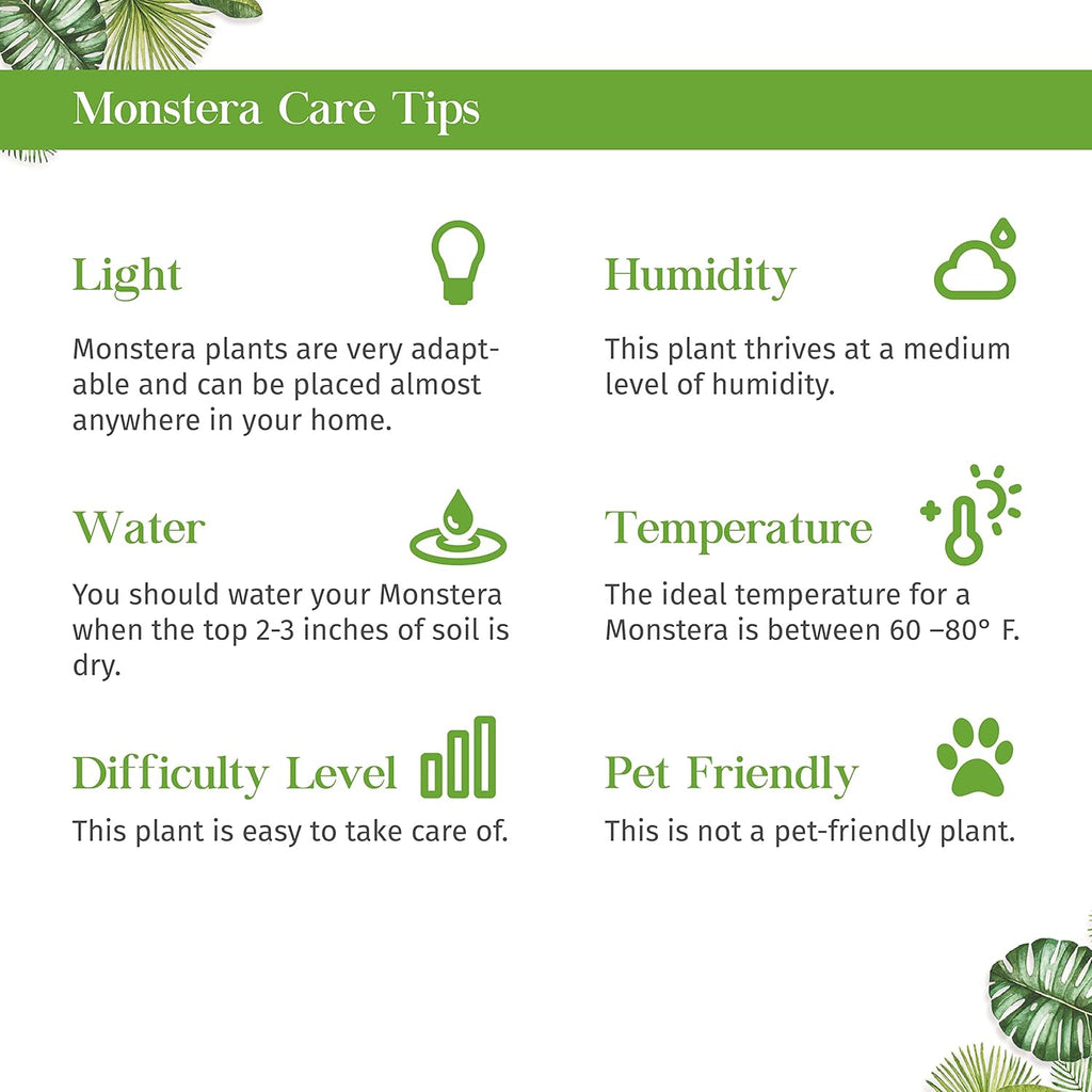 Philodendron Monstera Minima Live Plant for Indoor | Different Houseplants in 4'' & 6'' Pot | Real House Plant for Living Room, Office, Desk & Bathroom | Cheese Holes Plant