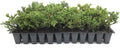 Prince of Wales Juniper - 10 Live Plants - Drought Tolerant Cold Hardy Evergreen Ground Cover
