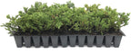 Prince of Wales Juniper - 10 Live Plants - Drought Tolerant Cold Hardy Evergreen Ground Cover