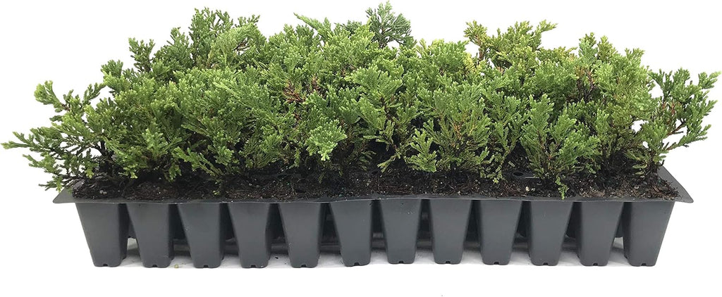 Prince of Wales Juniper - 3 Live Plants - Drought Tolerant Cold Hardy Evergreen Ground Cover