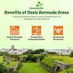 Outsidepride Oasis Bermuda Grass Seed - 5 lbs Warm Season, High Traffic, Heat Resistant, Drought-Tolerant, Low-Maintenance, Fast Growing Turf Grass for Lawn, Ideal for Sunny Areas, Thick Coverage