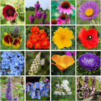 Mini Wildflower Seed Shaker – Honey Bee Wildflower Mix, by GevaGrow | Bulk 90,000+ Seeds | Pollinator Bee Attracting Flower Seeds for Planting in Pots & Outdoor Gardens | No Messy Packets